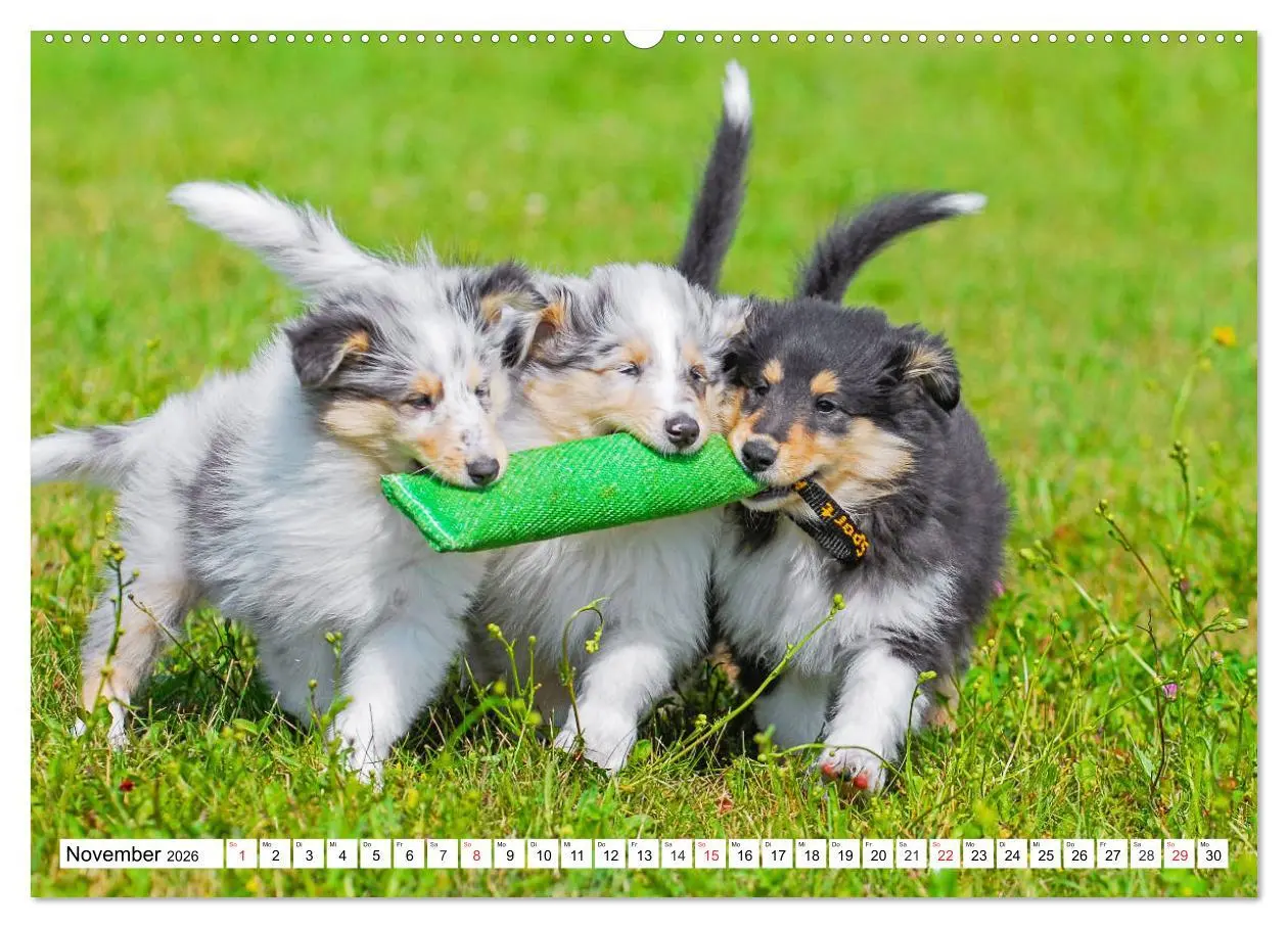 Bild: 9783457810491 | Colliewelpen - kleine Collies erobern die Welt (hochwertiger...