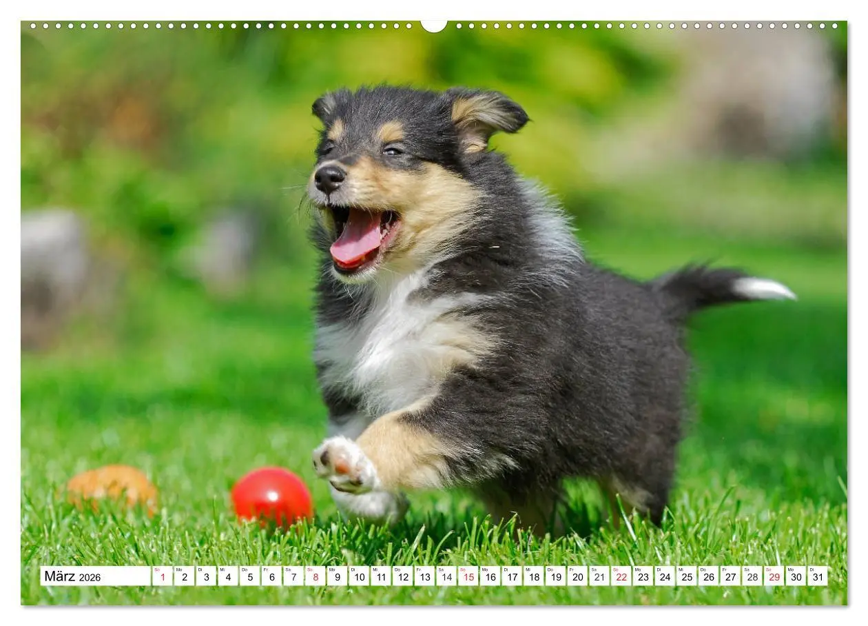 Bild: 9783457810491 | Colliewelpen - kleine Collies erobern die Welt (hochwertiger...