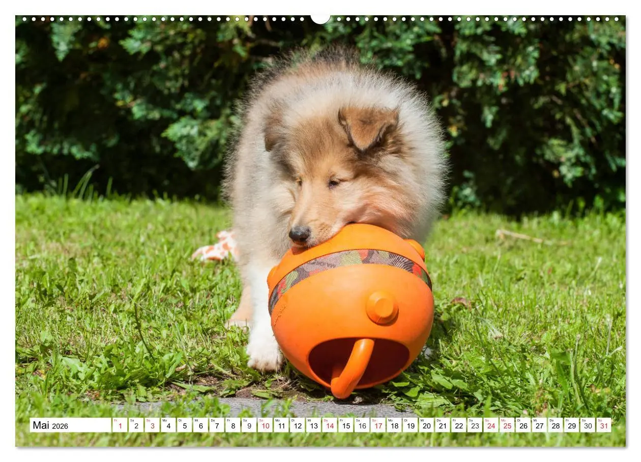 Bild: 9783457810491 | Colliewelpen - kleine Collies erobern die Welt (hochwertiger...