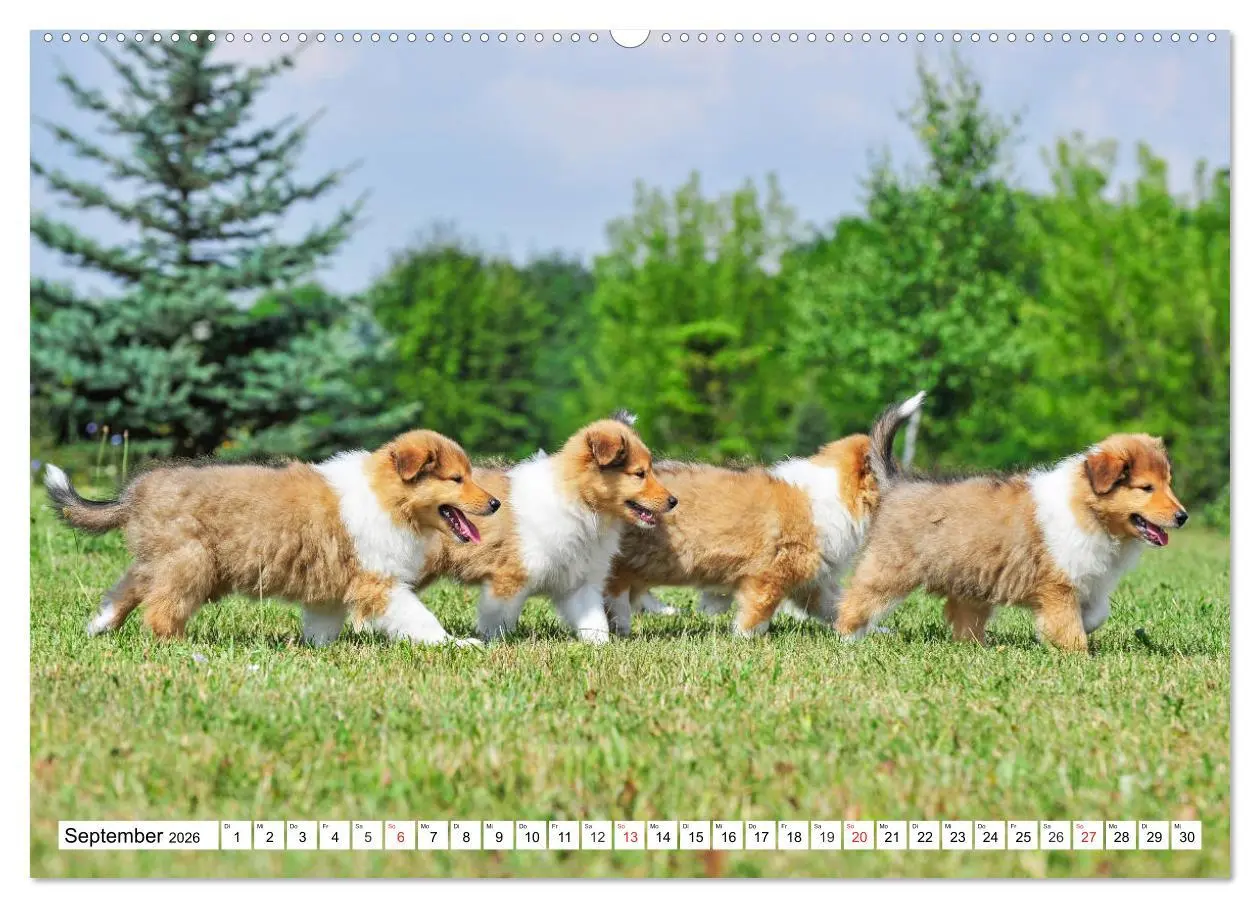 Bild: 9783457810491 | Colliewelpen - kleine Collies erobern die Welt (hochwertiger...