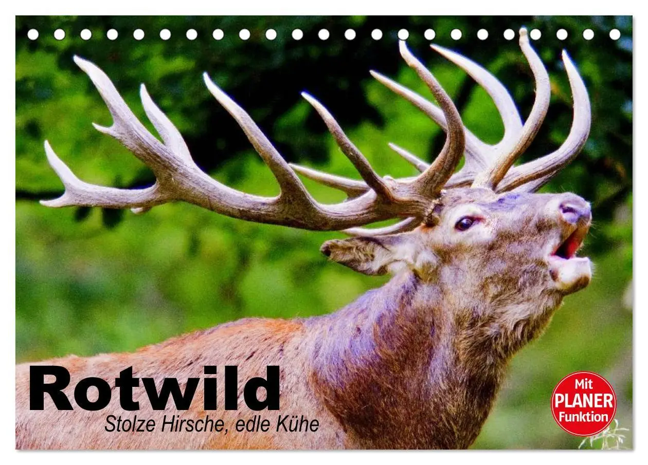 Cover: 9783457980491 | Rotwild. Edle Hirsche, stolze Kühe (Tischkalender 2026 DIN A5...