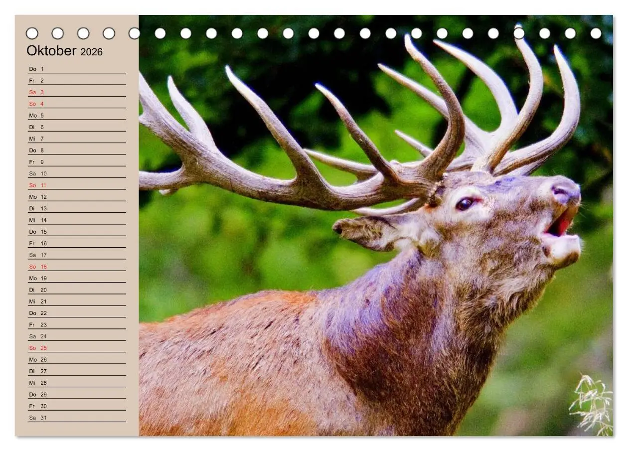 Bild: 9783457980491 | Rotwild. Edle Hirsche, stolze Kühe (Tischkalender 2026 DIN A5...