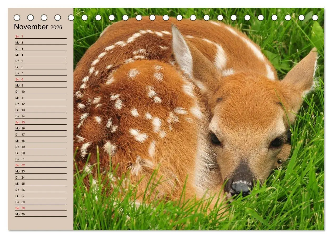 Bild: 9783457980491 | Rotwild. Edle Hirsche, stolze Kühe (Tischkalender 2026 DIN A5...