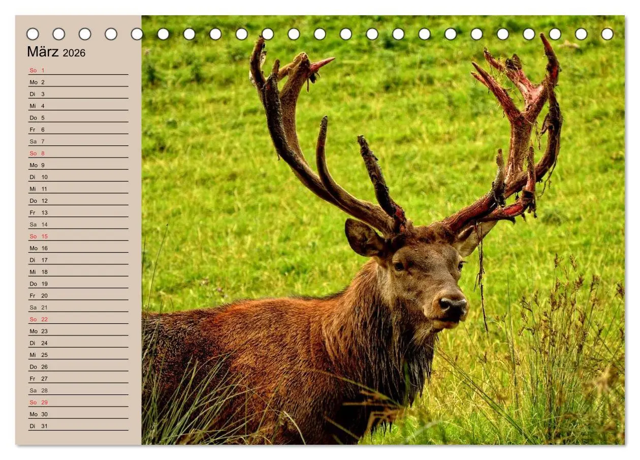 Bild: 9783457980491 | Rotwild. Edle Hirsche, stolze Kühe (Tischkalender 2026 DIN A5...