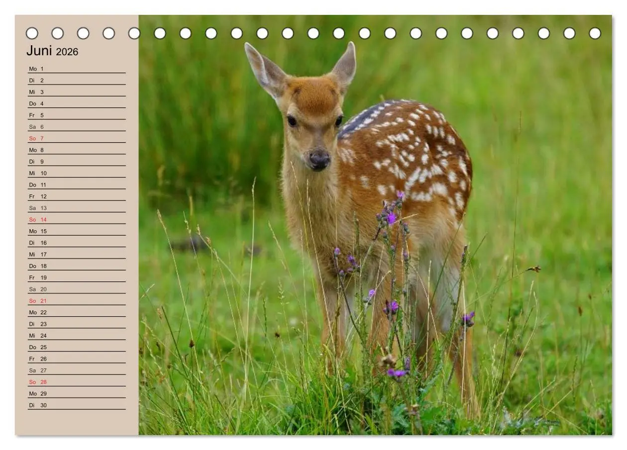 Bild: 9783457980491 | Rotwild. Edle Hirsche, stolze Kühe (Tischkalender 2026 DIN A5...
