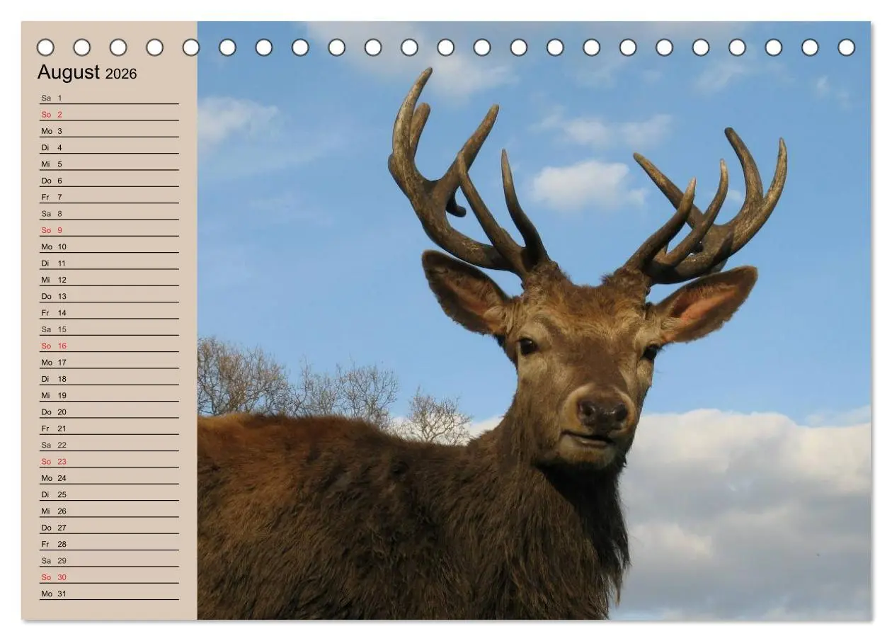 Bild: 9783457980491 | Rotwild. Edle Hirsche, stolze Kühe (Tischkalender 2026 DIN A5...