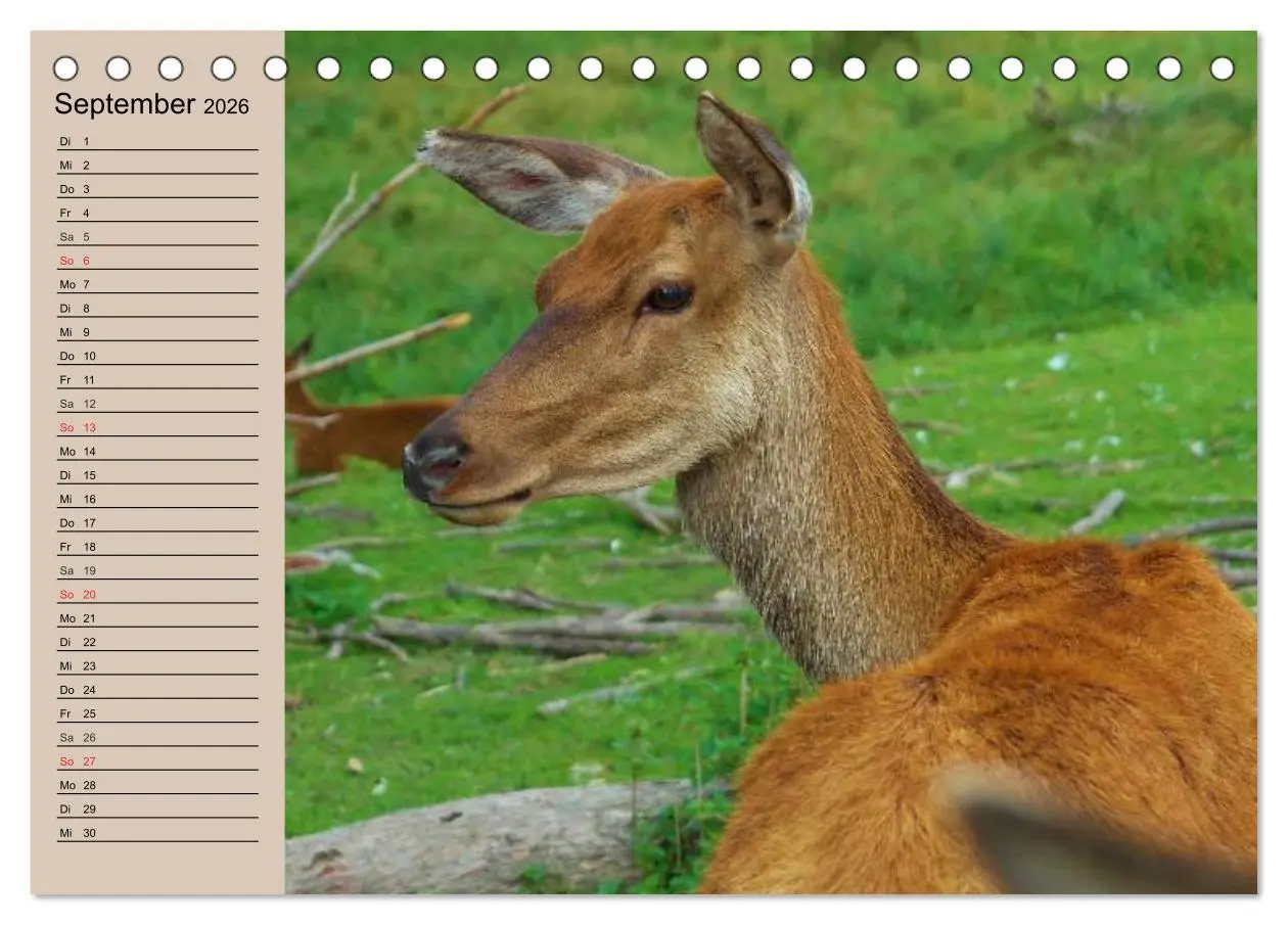 Bild: 9783457980491 | Rotwild. Edle Hirsche, stolze Kühe (Tischkalender 2026 DIN A5...