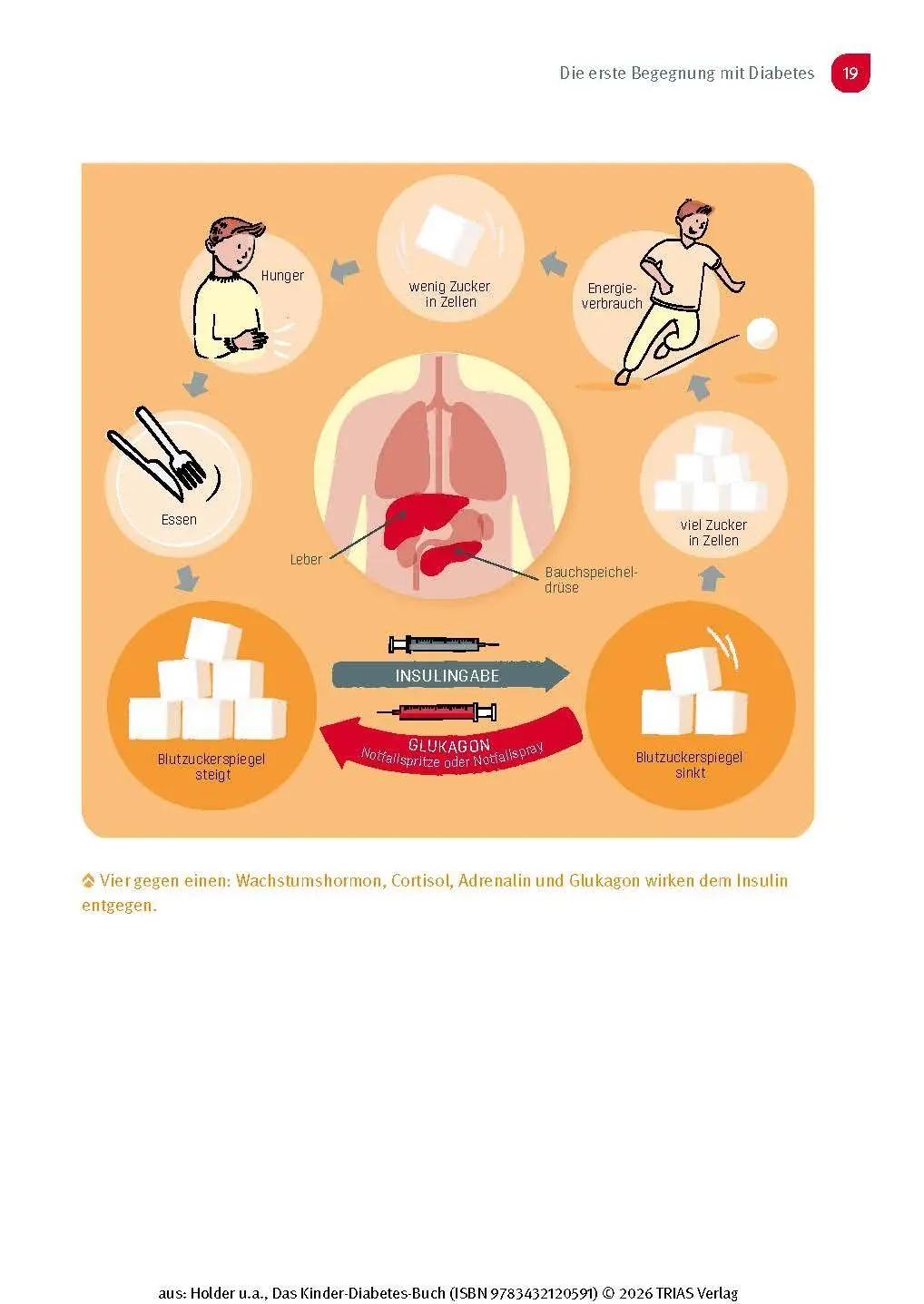 Bild: 9783432120591 | Das Kinder-Diabetes-Buch | Unbeschwert groß werden mit Typ-1-Diabetes