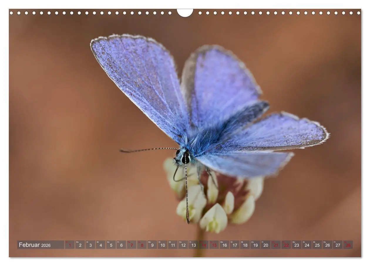 Bild: 9783457590591 | Schmetterlinge - von Blüte zu Blüte - (Wandkalender 2026 DIN A3...