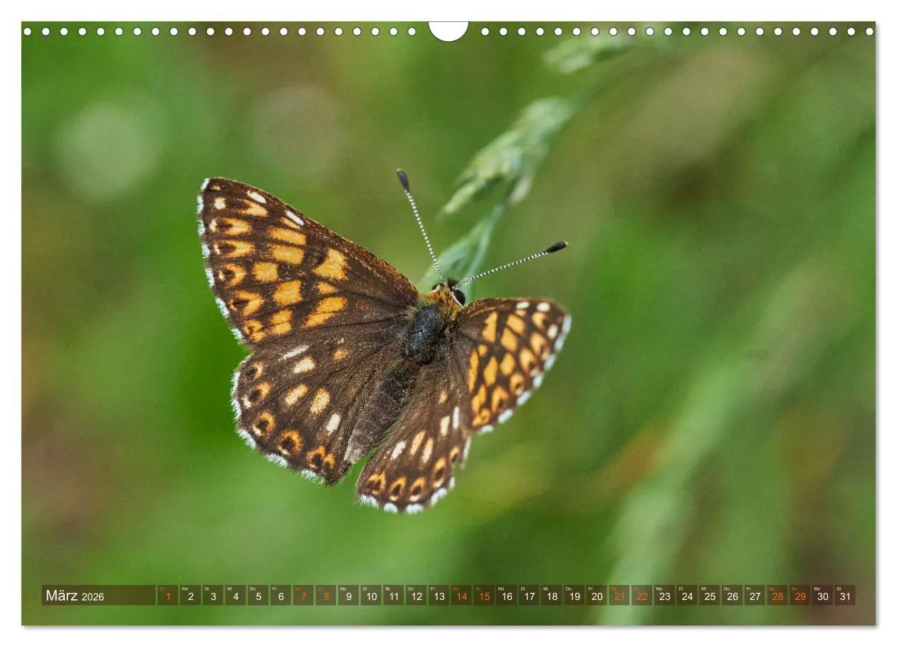 Bild: 9783457590591 | Schmetterlinge - von Blüte zu Blüte - (Wandkalender 2026 DIN A3...
