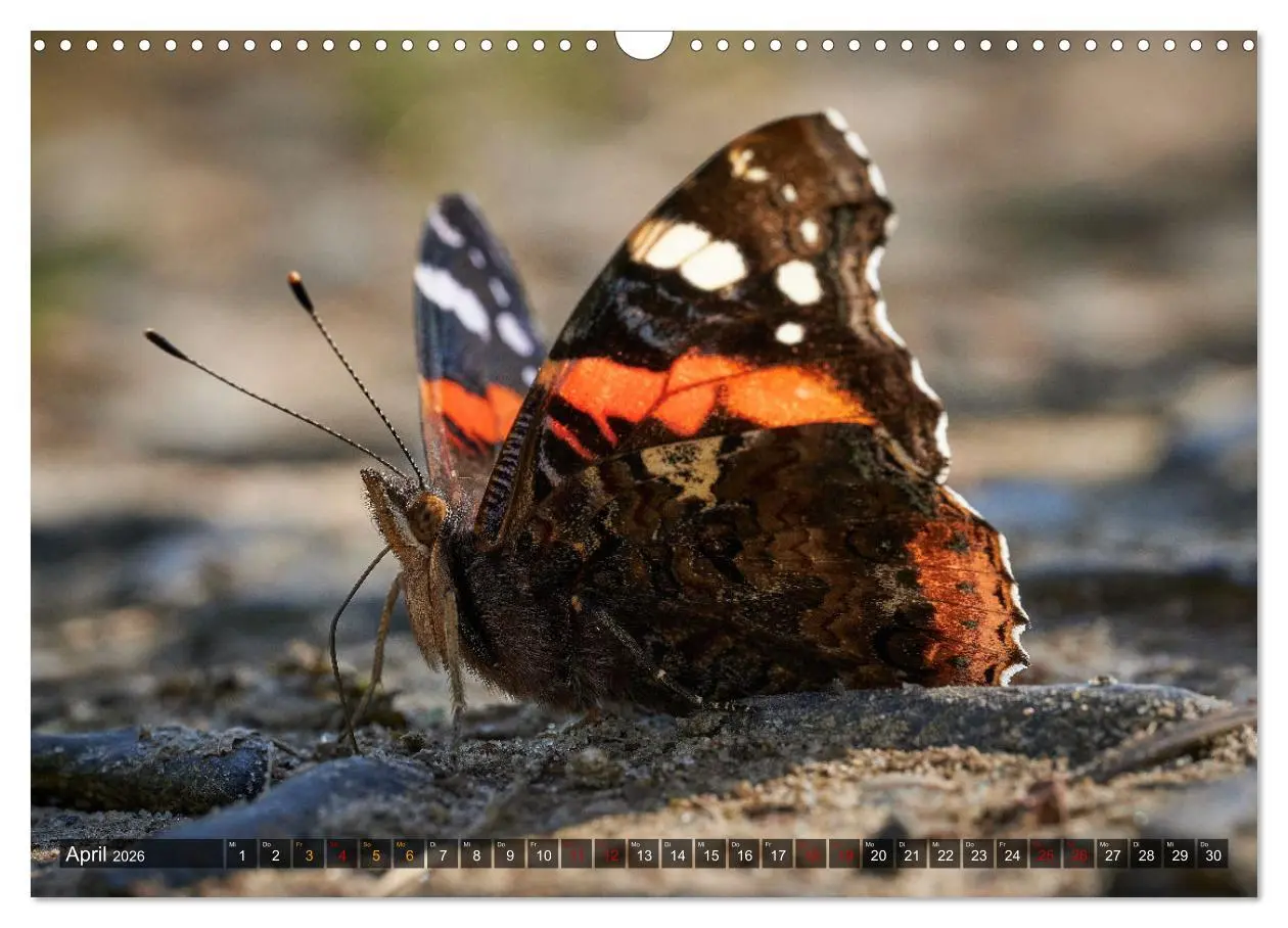Bild: 9783457590591 | Schmetterlinge - von Blüte zu Blüte - (Wandkalender 2026 DIN A3...