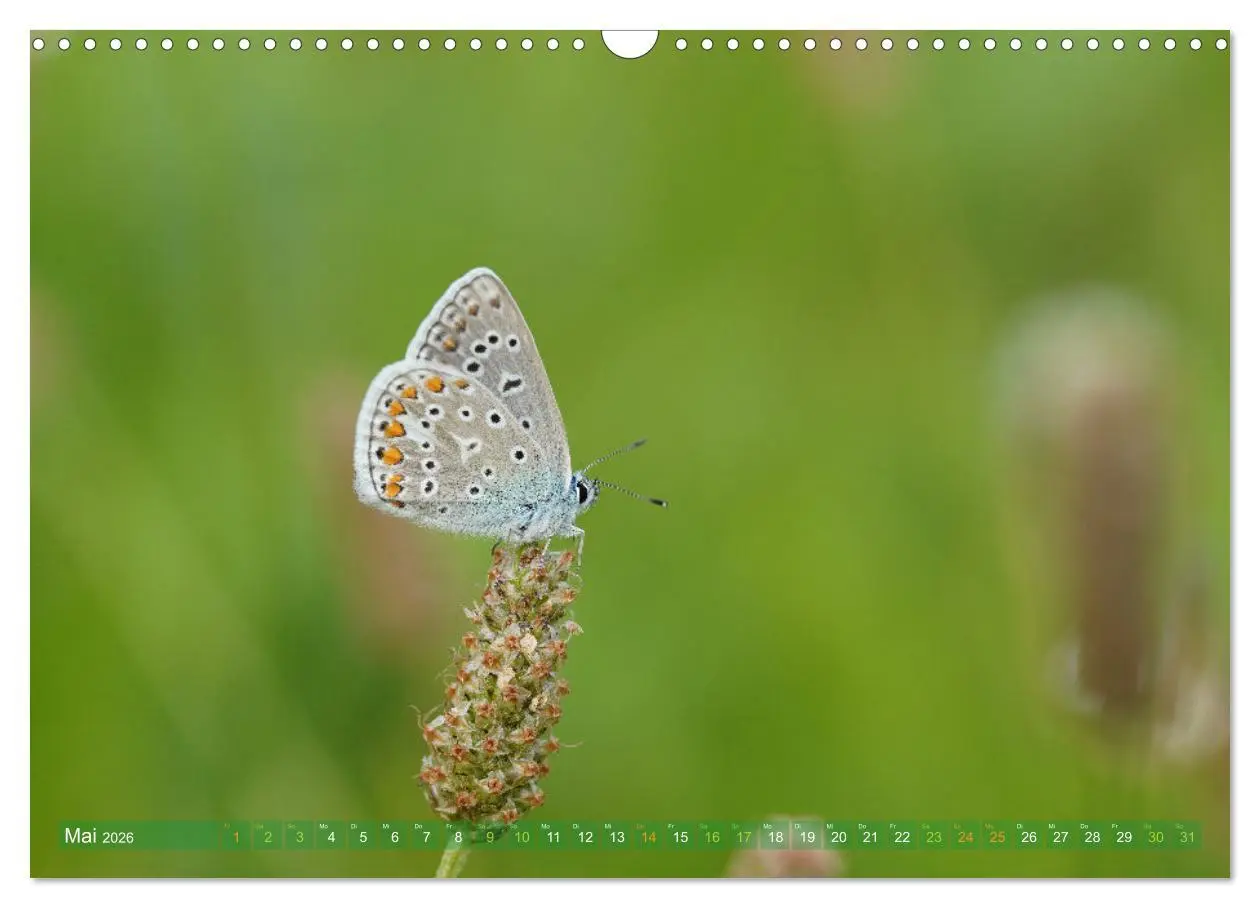 Bild: 9783457590591 | Schmetterlinge - von Blüte zu Blüte - (Wandkalender 2026 DIN A3...
