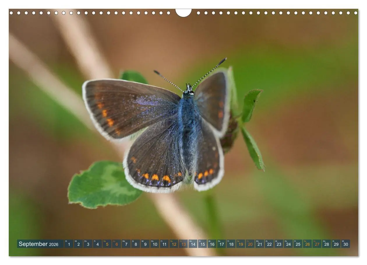 Bild: 9783457590591 | Schmetterlinge - von Blüte zu Blüte - (Wandkalender 2026 DIN A3...