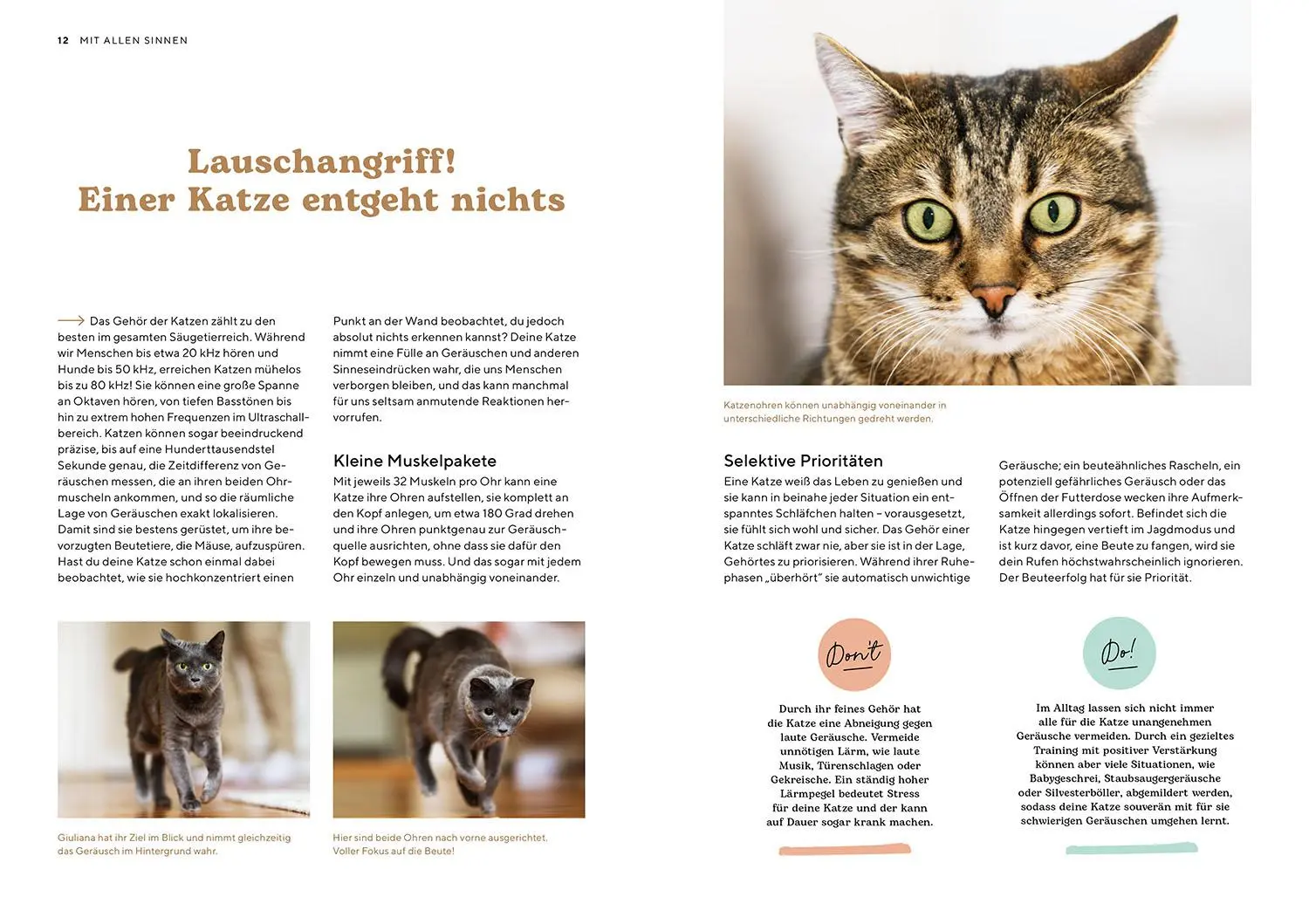 Bild: 9783440180891 | Katzensprache | Kerstin Höfkes | Taschenbuch | Mein Tier | 104 S.