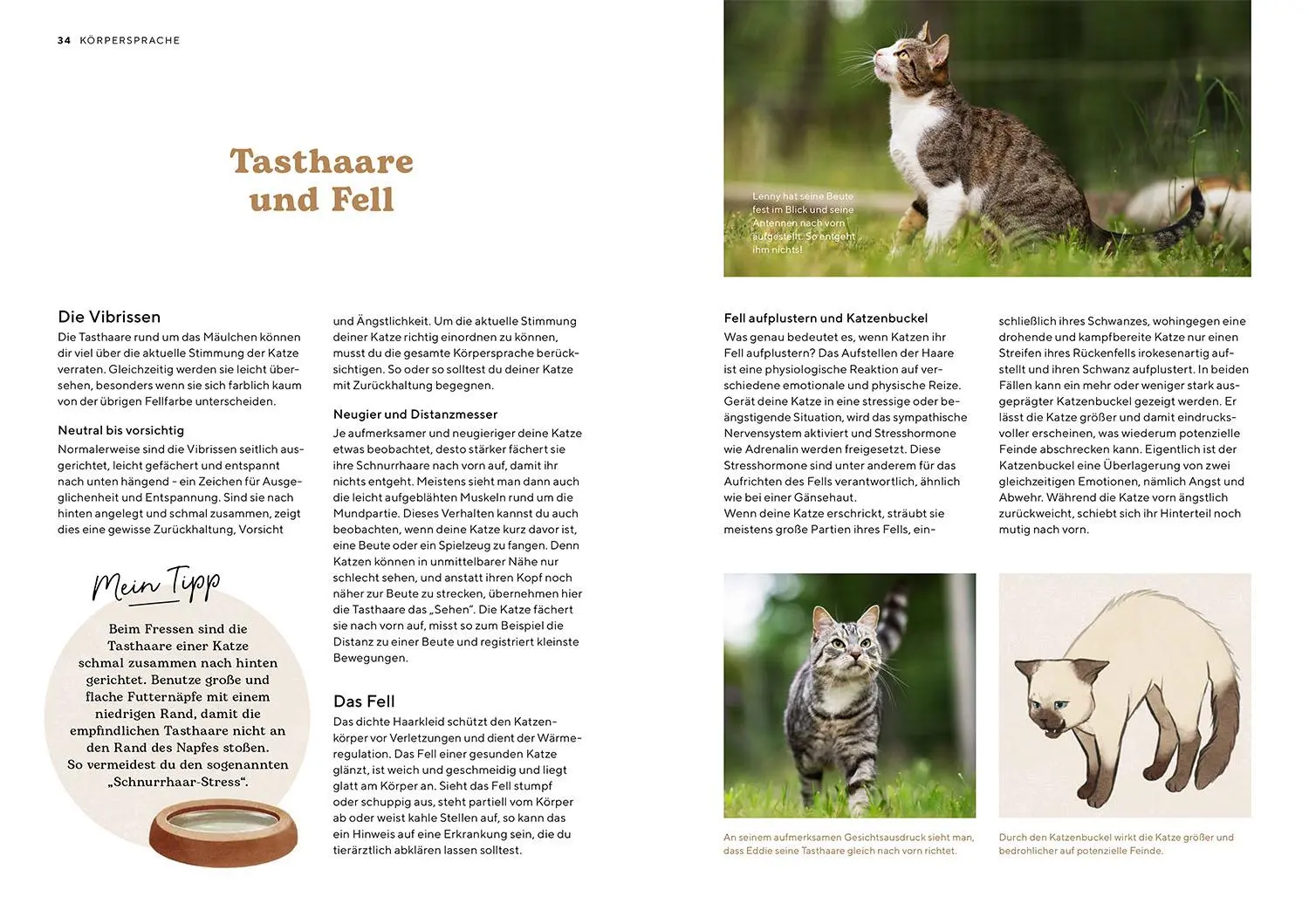 Bild: 9783440180891 | Katzensprache | Kerstin Höfkes | Taschenbuch | Mein Tier | 104 S.