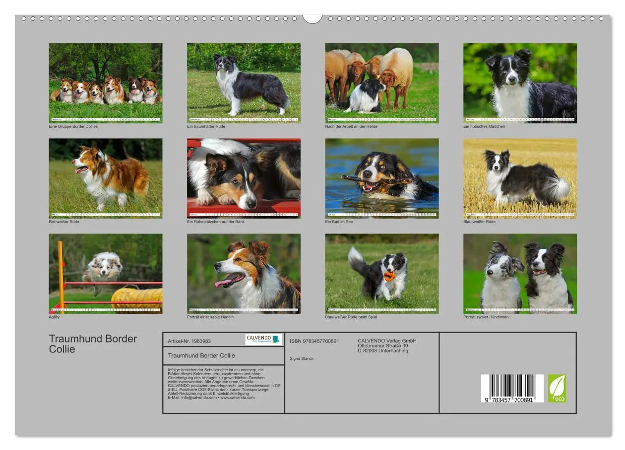 Bild: 9783457700891 | Traumhund Border Collie (hochwertiger Premium Wandkalender 2026 DIN...