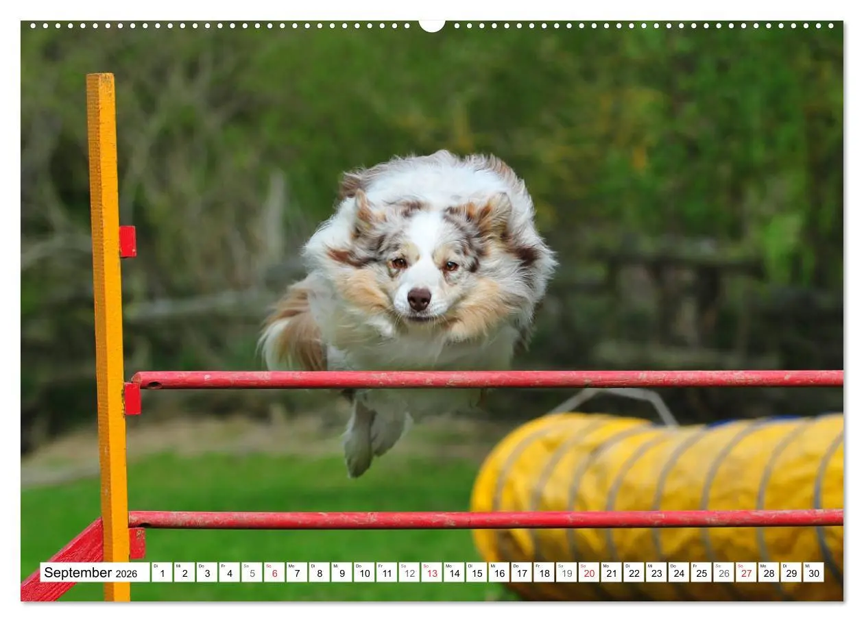 Bild: 9783457700891 | Traumhund Border Collie (hochwertiger Premium Wandkalender 2026 DIN...