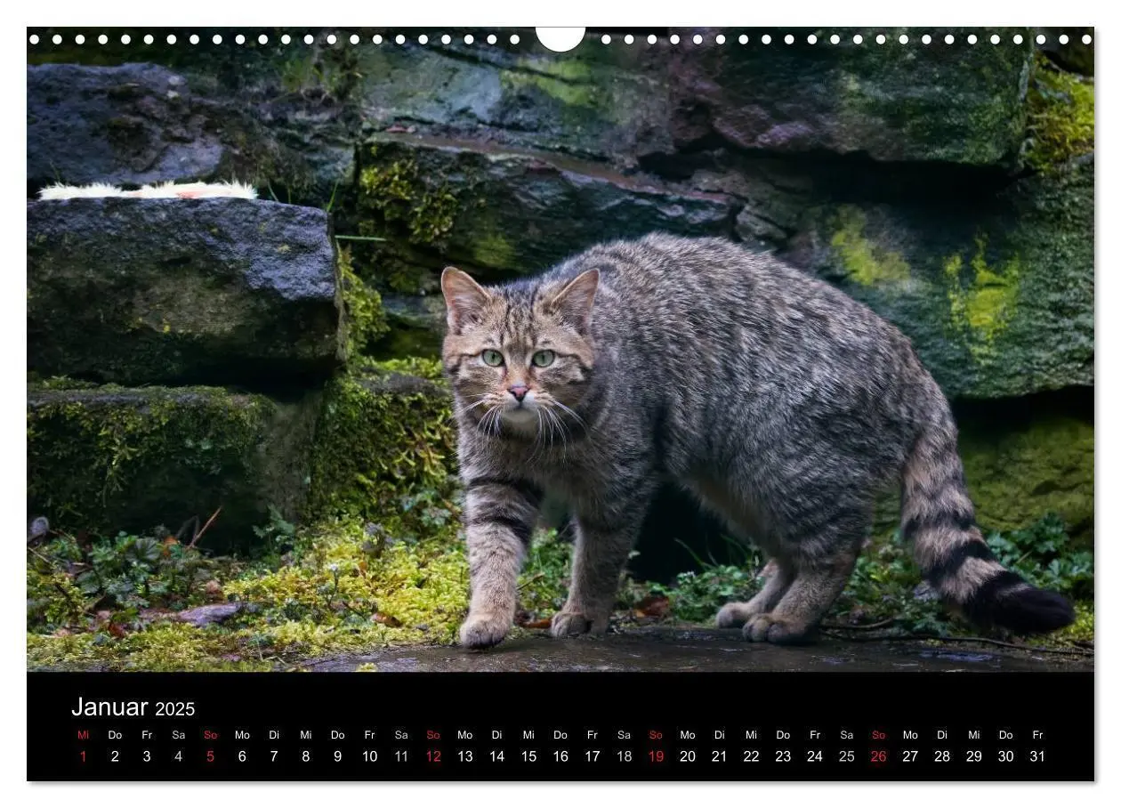 Bild: 9783435390991 | Wildkatzen - scheue Samtpfoten (Wandkalender 2025 DIN A3 quer),...