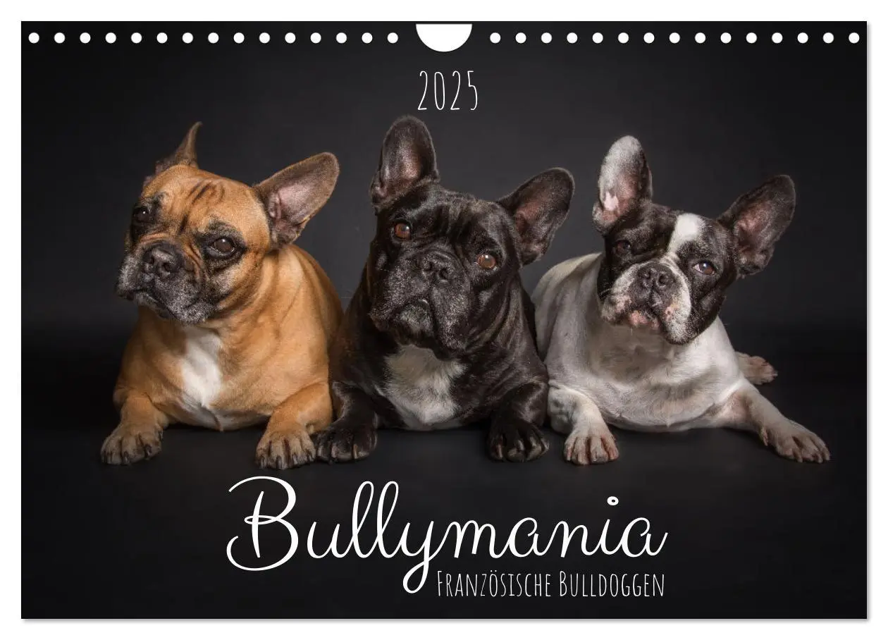 Cover: 9783435031191 | Bullymania - Französische Bulldoggen (Wandkalender 2025 DIN A4...
