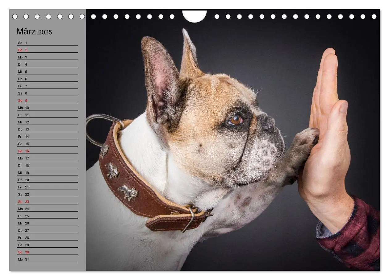Bild: 9783435031191 | Bullymania - Französische Bulldoggen (Wandkalender 2025 DIN A4...