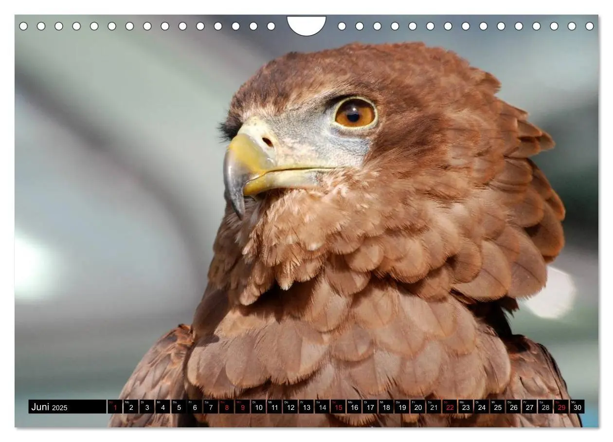 Bild: 9783435651191 | Adler und Greife - Könige des Himmels (Wandkalender 2025 DIN A4...