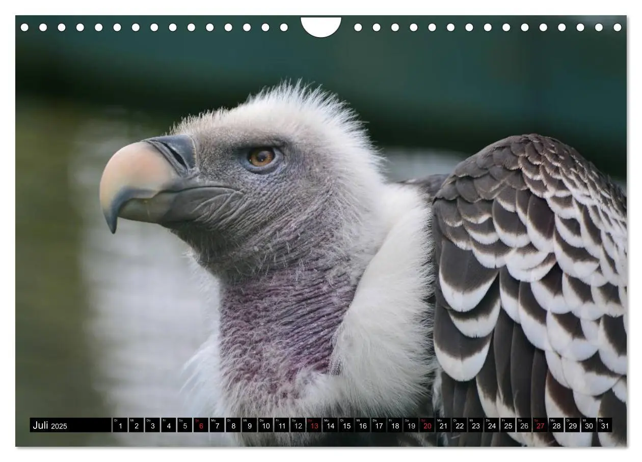 Bild: 9783435651191 | Adler und Greife - Könige des Himmels (Wandkalender 2025 DIN A4...