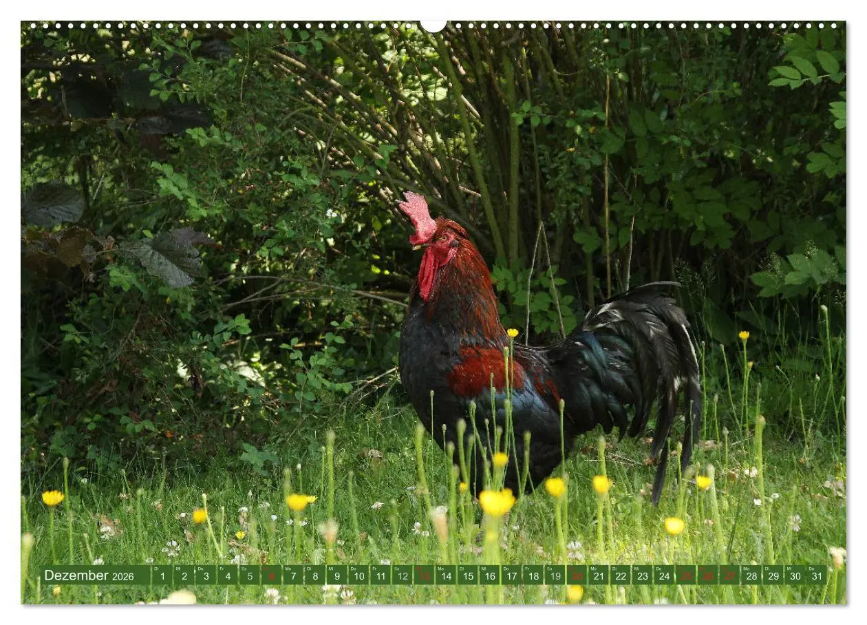 Bild: 9783457671191 | Hannoversches Wendland Verträumtes Landleben (hochwertiger Premium...