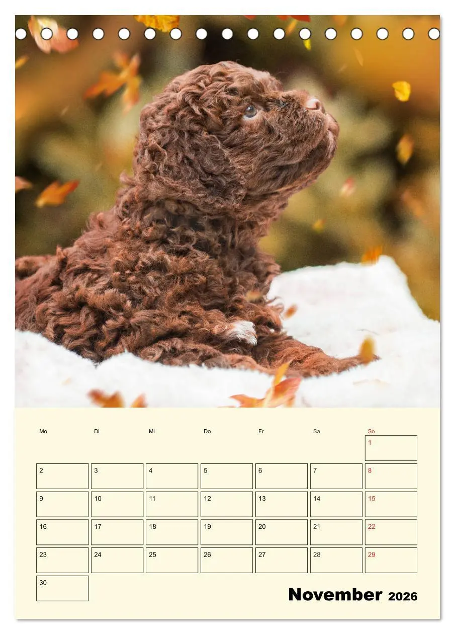 Bild: 9783516381191 | Jahresplaner Lagotto Romagnolo Welpen (Tischkalender 2026 DIN A5...
