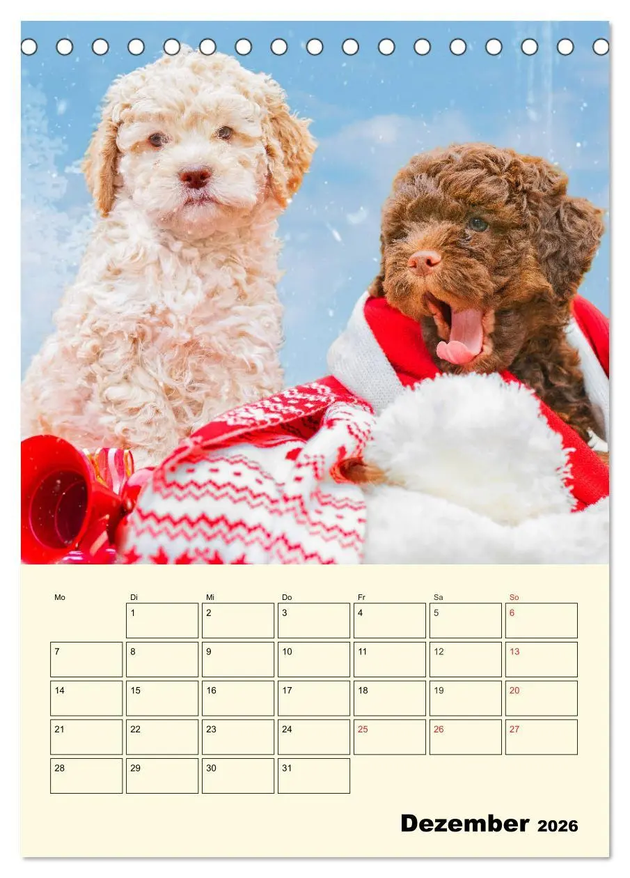 Bild: 9783516381191 | Jahresplaner Lagotto Romagnolo Welpen (Tischkalender 2026 DIN A5...