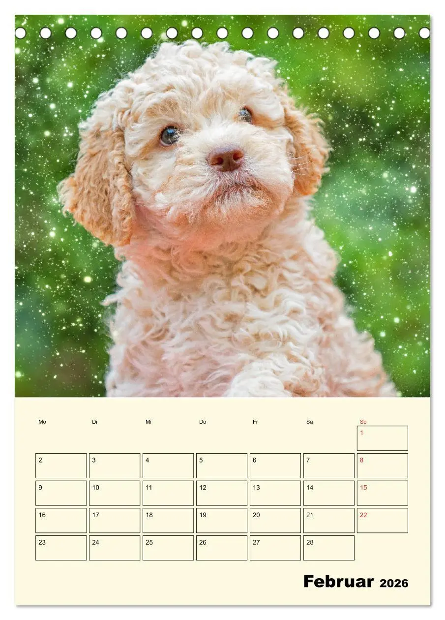 Bild: 9783516381191 | Jahresplaner Lagotto Romagnolo Welpen (Tischkalender 2026 DIN A5...