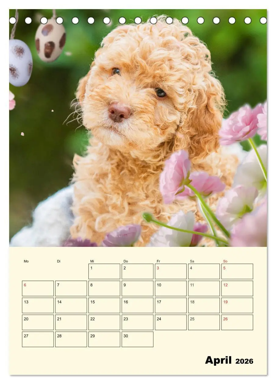 Bild: 9783516381191 | Jahresplaner Lagotto Romagnolo Welpen (Tischkalender 2026 DIN A5...