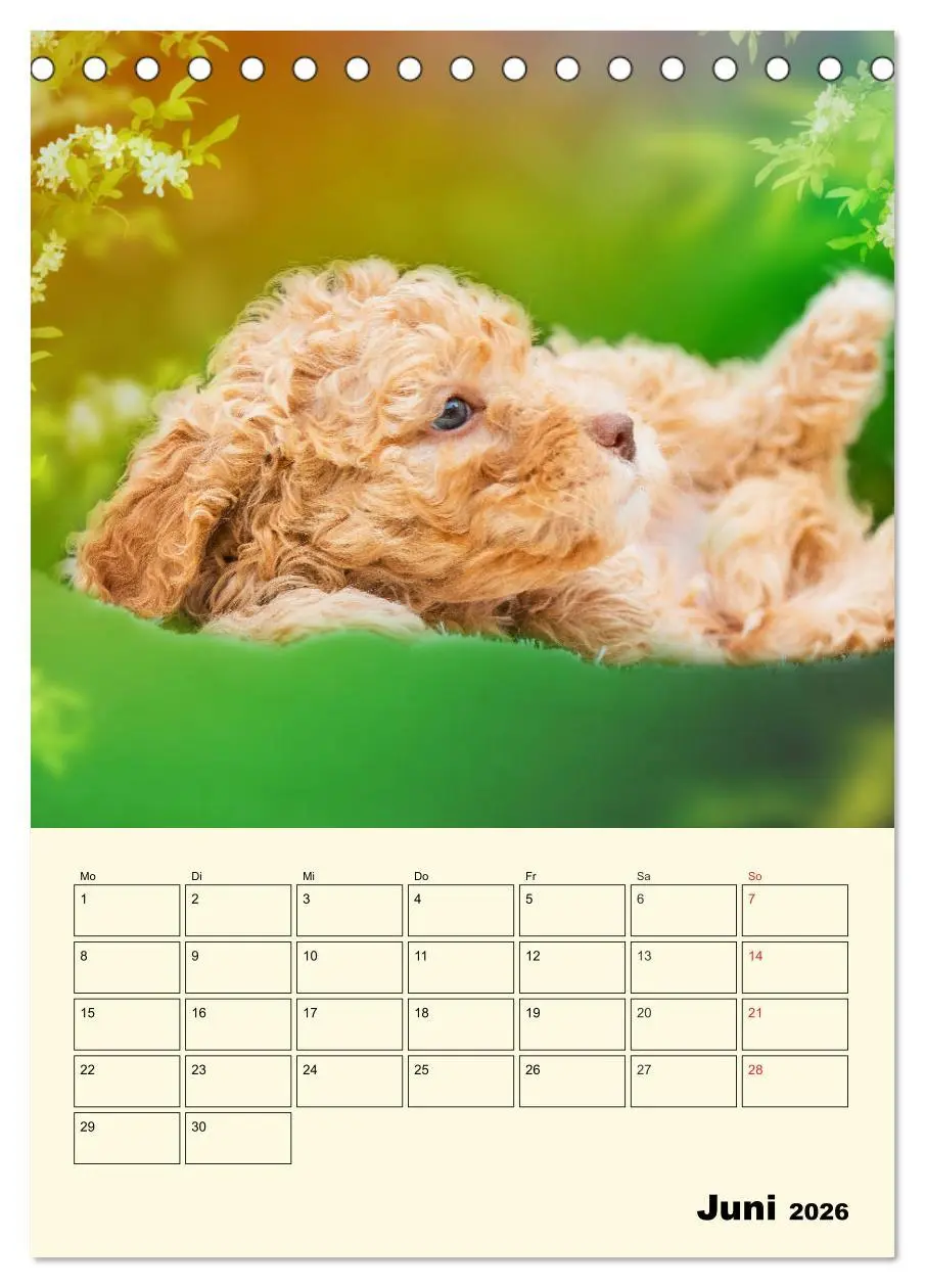 Bild: 9783516381191 | Jahresplaner Lagotto Romagnolo Welpen (Tischkalender 2026 DIN A5...