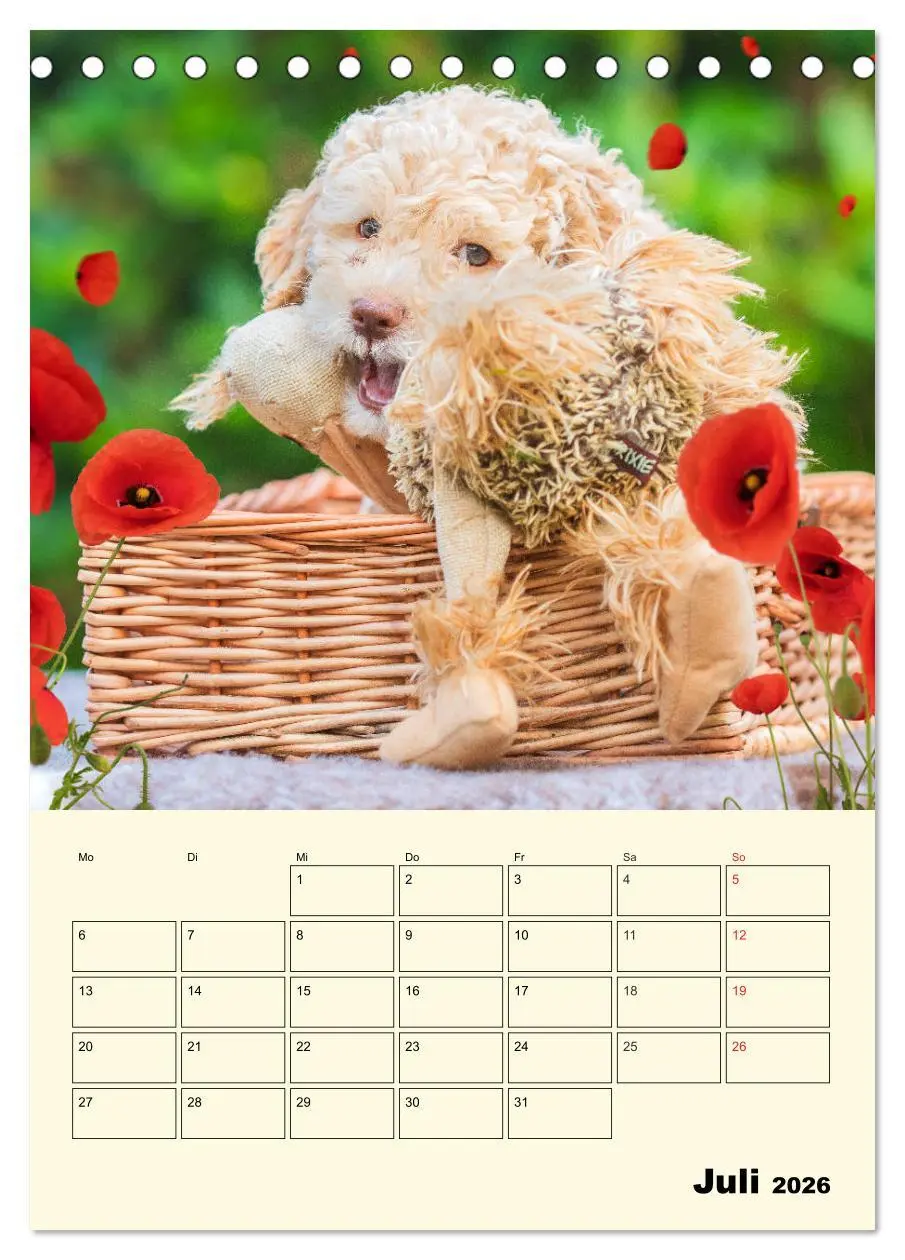 Bild: 9783516381191 | Jahresplaner Lagotto Romagnolo Welpen (Tischkalender 2026 DIN A5...