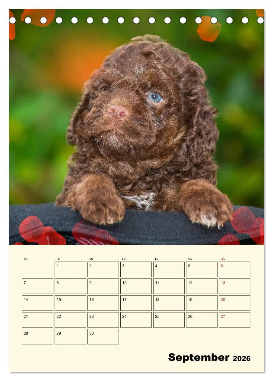 Bild: 9783516381191 | Jahresplaner Lagotto Romagnolo Welpen (Tischkalender 2026 DIN A5...