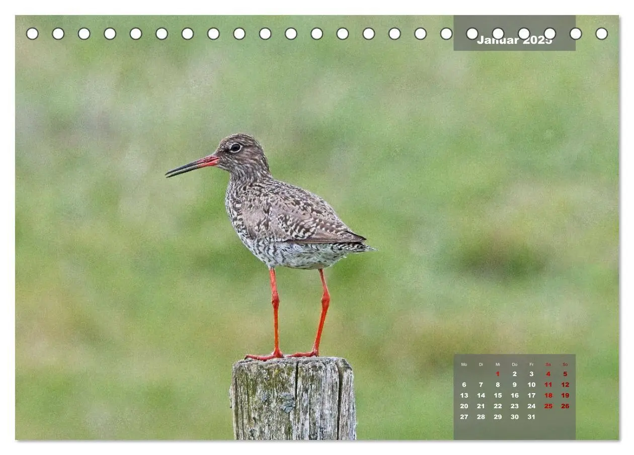 Bild: 9783383861291 | Naturparadies Nordstrand und Beltringharder Koog (Tischkalender...