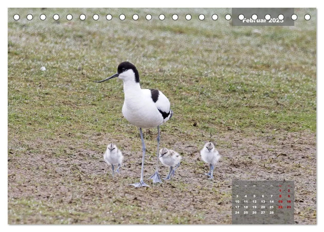 Bild: 9783383861291 | Naturparadies Nordstrand und Beltringharder Koog (Tischkalender...