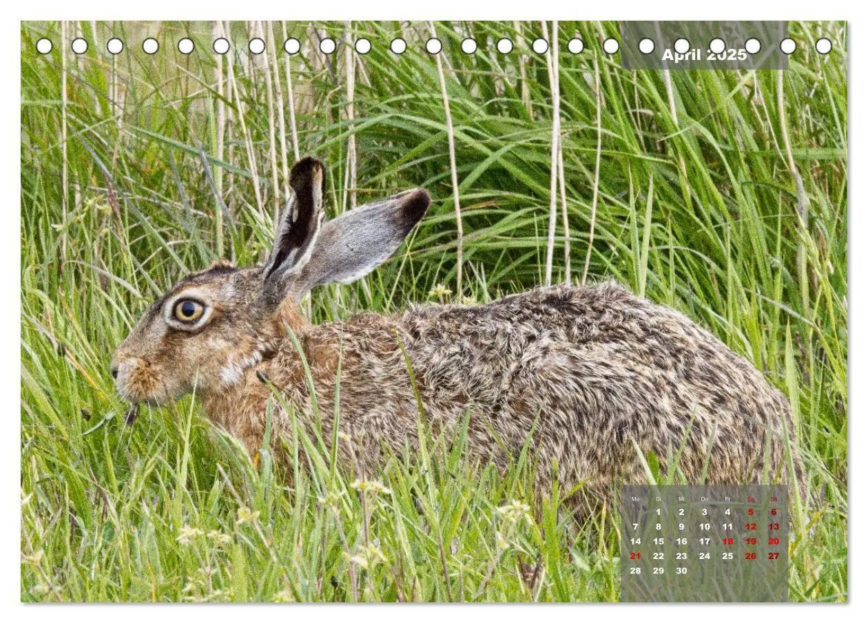 Bild: 9783383861291 | Naturparadies Nordstrand und Beltringharder Koog (Tischkalender...