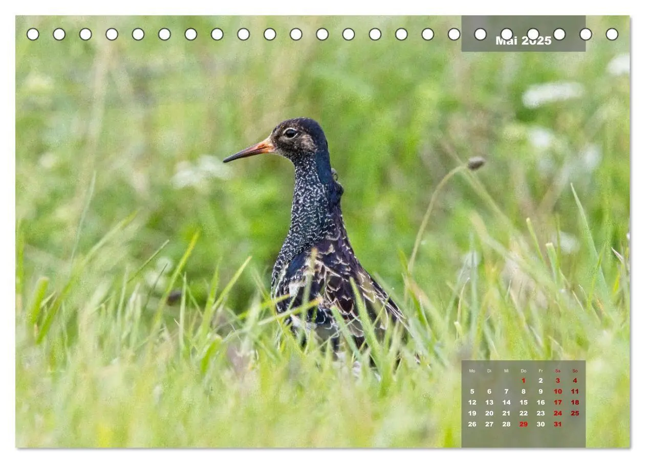 Bild: 9783383861291 | Naturparadies Nordstrand und Beltringharder Koog (Tischkalender...