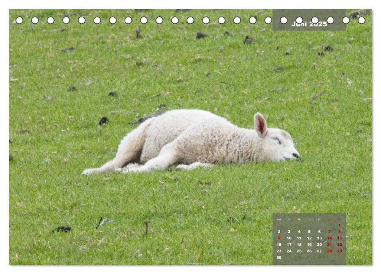 Bild: 9783383861291 | Naturparadies Nordstrand und Beltringharder Koog (Tischkalender...