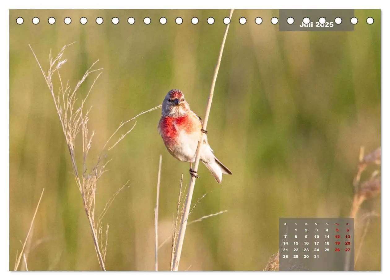 Bild: 9783383861291 | Naturparadies Nordstrand und Beltringharder Koog (Tischkalender...