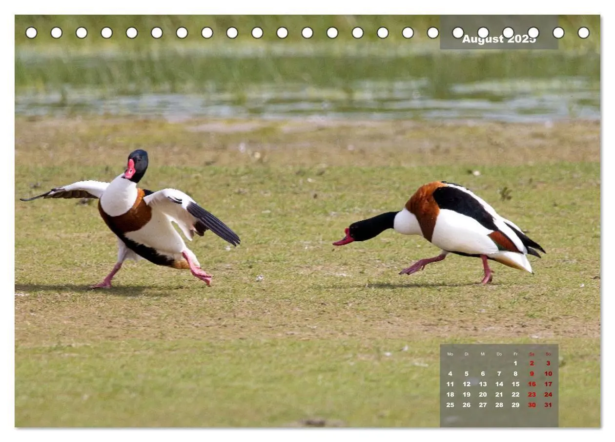 Bild: 9783383861291 | Naturparadies Nordstrand und Beltringharder Koog (Tischkalender...