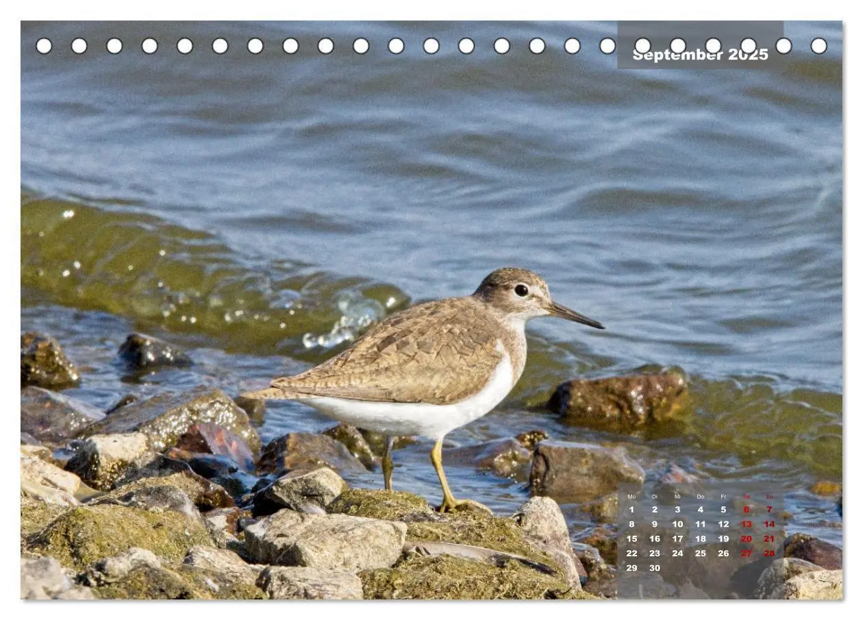 Bild: 9783383861291 | Naturparadies Nordstrand und Beltringharder Koog (Tischkalender...