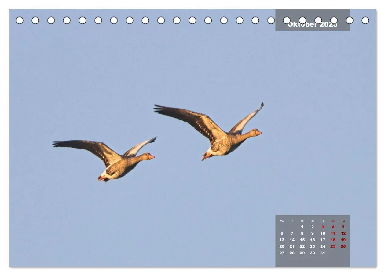 Bild: 9783383861291 | Naturparadies Nordstrand und Beltringharder Koog (Tischkalender...