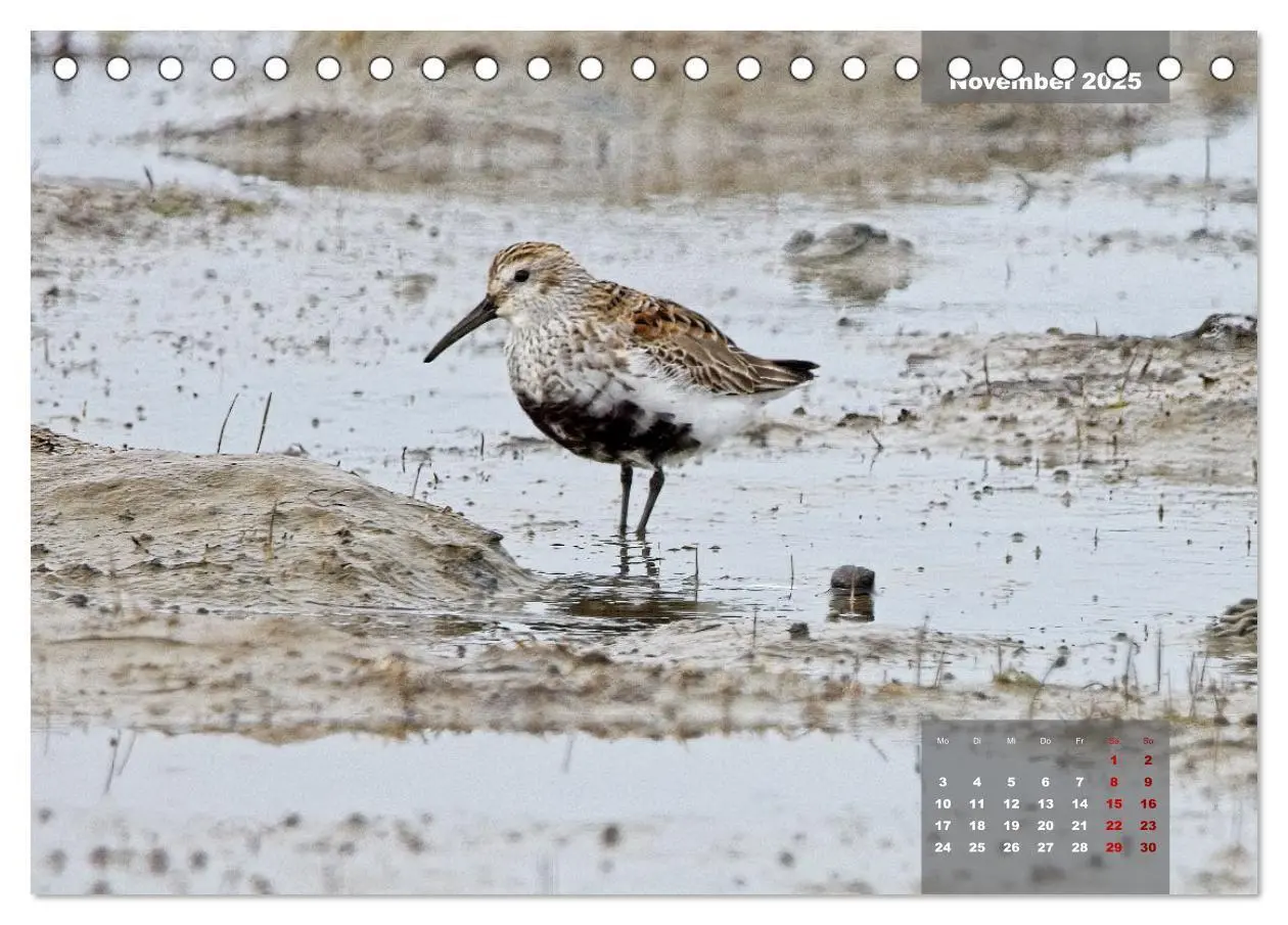 Bild: 9783383861291 | Naturparadies Nordstrand und Beltringharder Koog (Tischkalender...