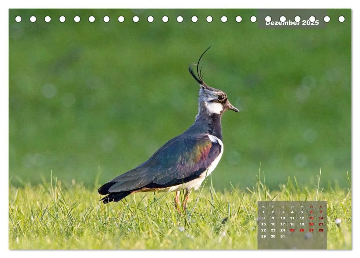 Bild: 9783383861291 | Naturparadies Nordstrand und Beltringharder Koog (Tischkalender...