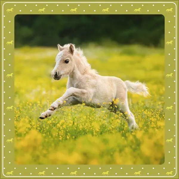 Bild: 9783819301391 | Pferdekalender 2027 | Verlag Korsch | Kalender | 13 S. | Deutsch