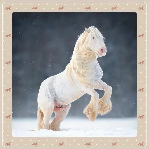 Bild: 9783819301391 | Pferdekalender 2027 | Verlag Korsch | Kalender | 13 S. | Deutsch