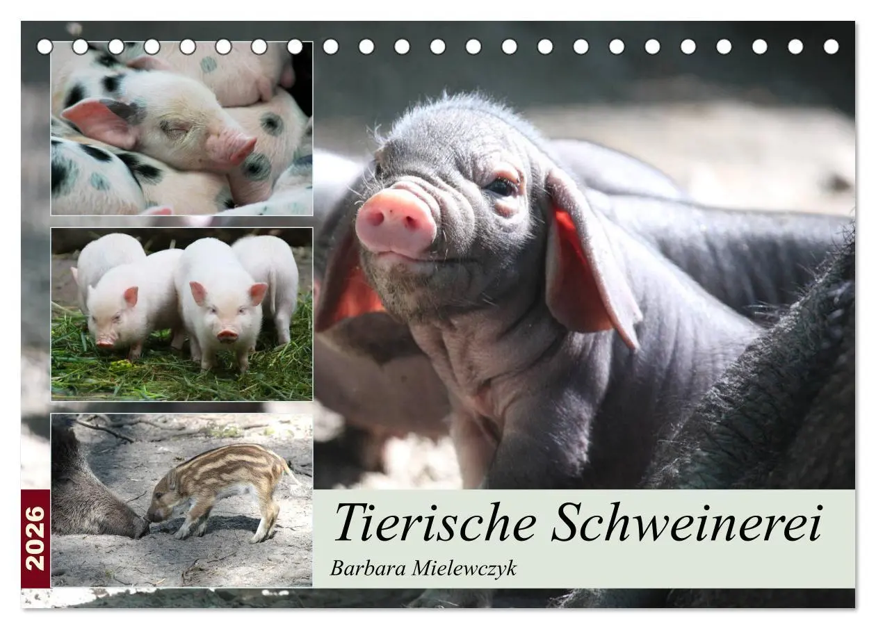 Cover: 9783457881491 | Tierische Schweinerei (Tischkalender 2026 DIN A5 quer), CALVENDO...