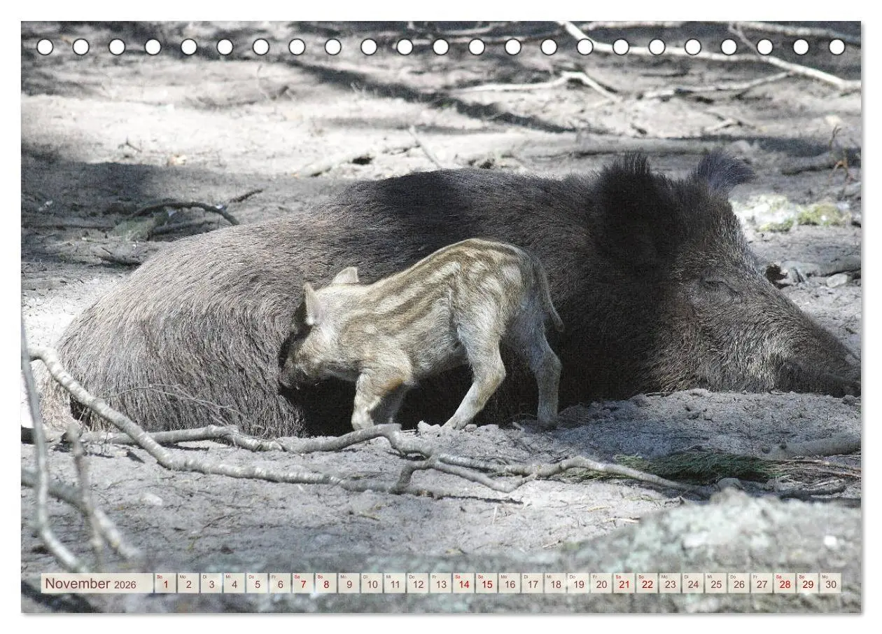 Bild: 9783457881491 | Tierische Schweinerei (Tischkalender 2026 DIN A5 quer), CALVENDO...