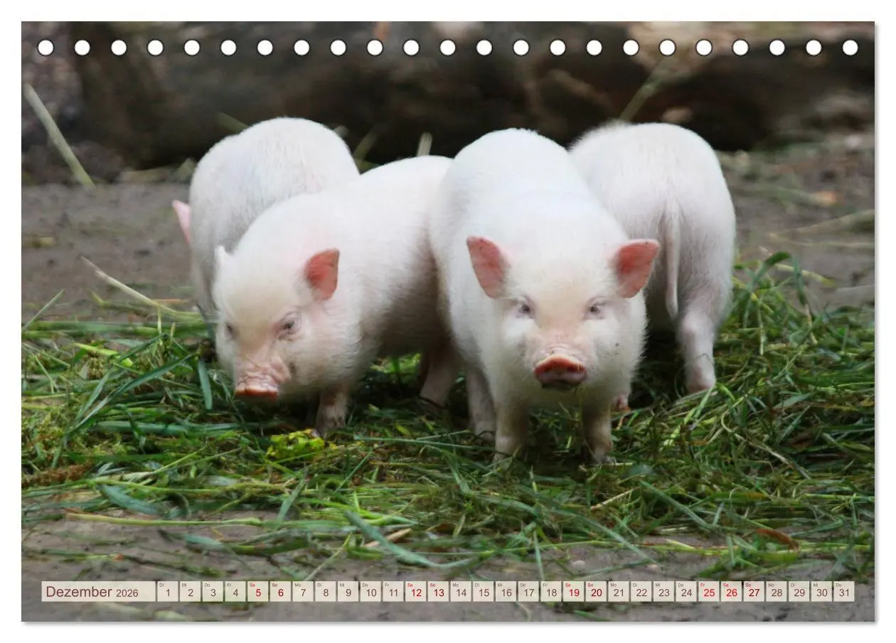Bild: 9783457881491 | Tierische Schweinerei (Tischkalender 2026 DIN A5 quer), CALVENDO...